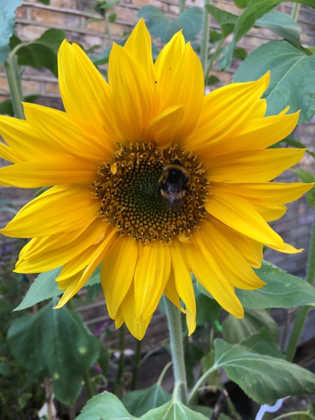 Pamela thread 3 - Bile Duct Cancer, off to London! 