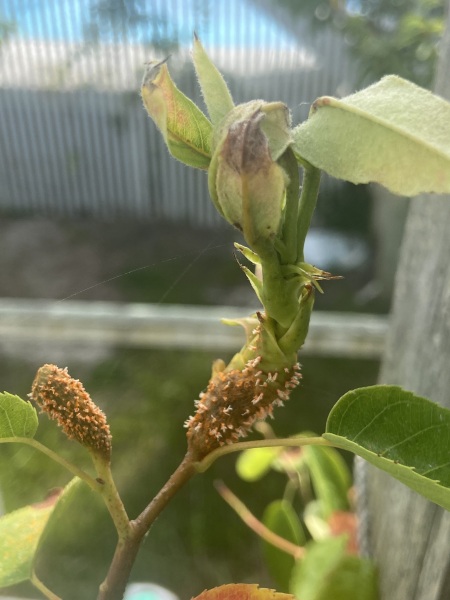 Spice Bush (Lindera Benzoin) - disease