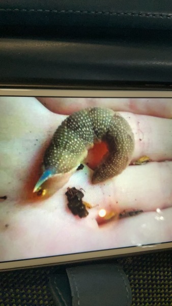 Strange Caterpillar 