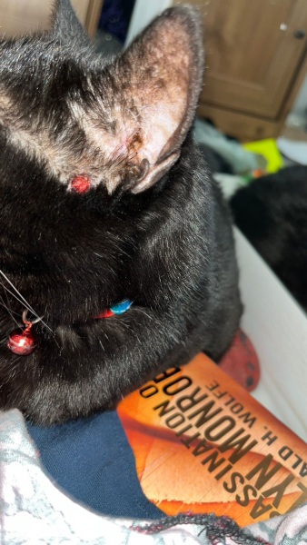 What is this on my cat?