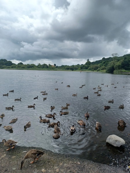 Pamela thread 5 - Bile Duct Cancer, chemo begins