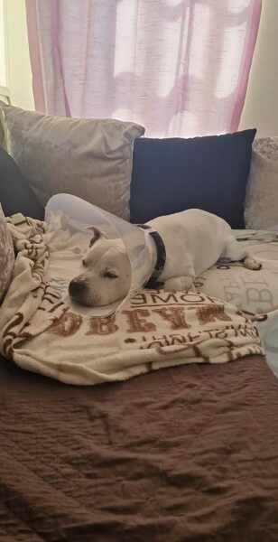 Dog VERY quiet after minor vet procedure...normal?