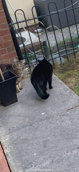 A Very Great Quantity Of Excellent Cats