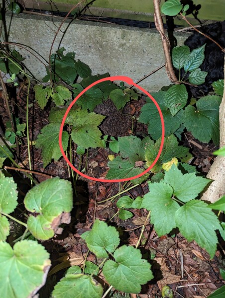 We have a hedgehog!!