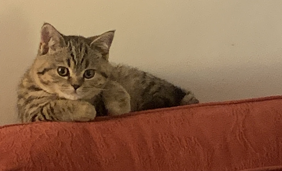 My cat was spayed Monday afternoon and she’s still really miserable