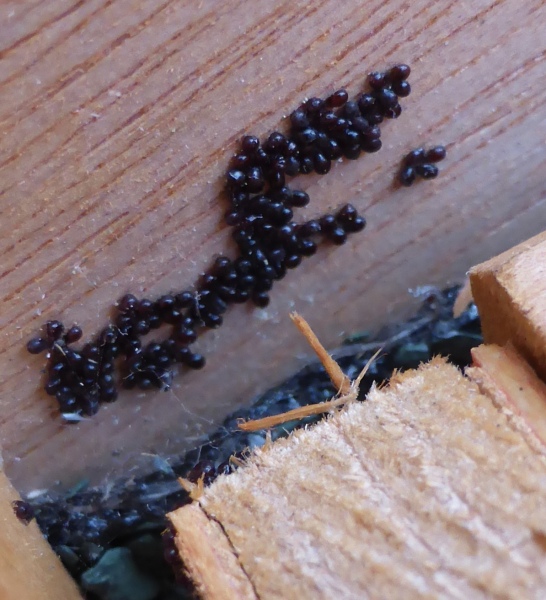Bugs in new rabbit hutch