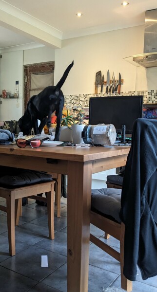 Puppy survival thread part 2