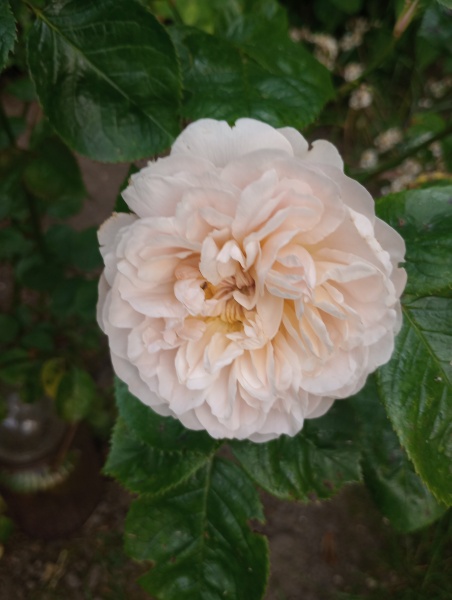 Rose Appreciation Thread