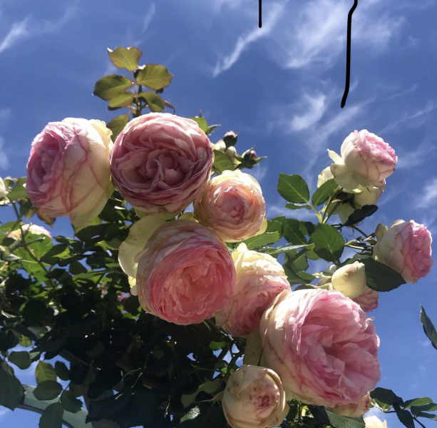 Rose Appreciation Thread