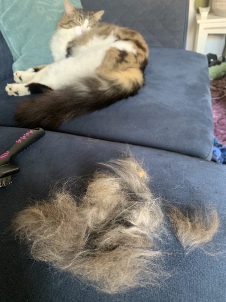 There really needs to be some proper research done into cats’ tails