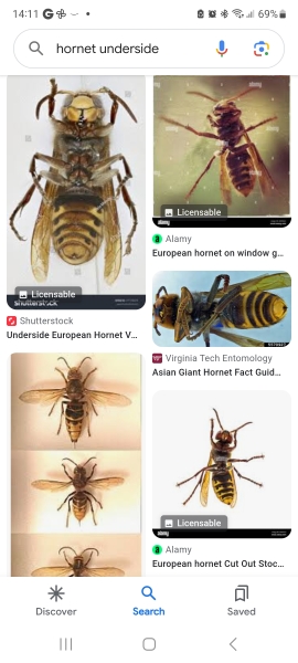 Is this a hornet in my car? 