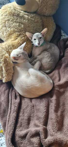 Pamela thread 3 - Bile Duct Cancer, off to London! 