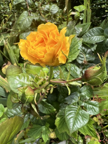 Pamela thread 5 - Bile Duct Cancer, chemo begins