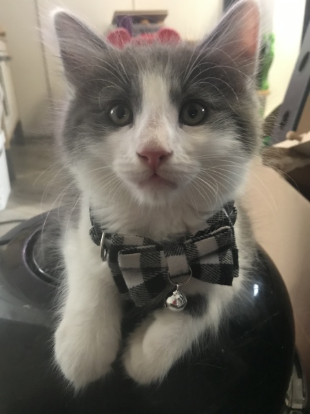 What kind of kitten might this be ?