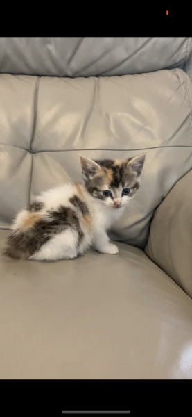 Help me find a (close) replacement kitten for DS
