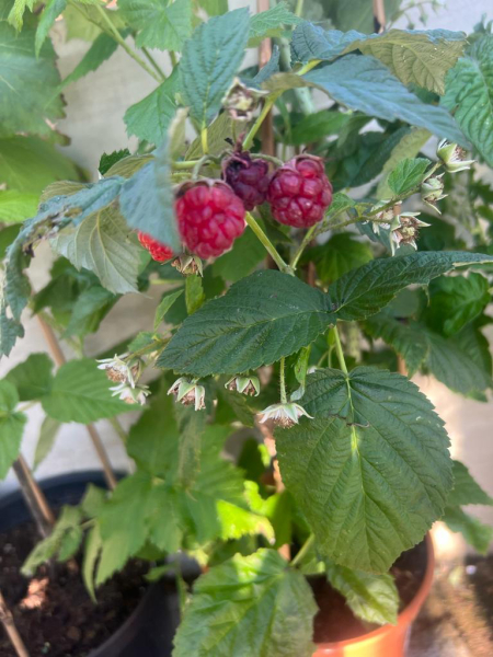 What have you done in the garden today? Part 2
