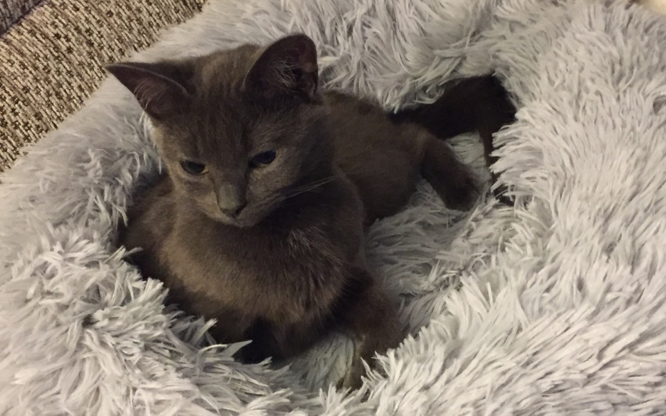 Pamela thread 3 - Bile Duct Cancer, off to London! 