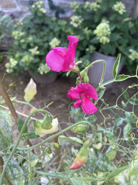 Pamela thread 5 - Bile Duct Cancer, chemo begins