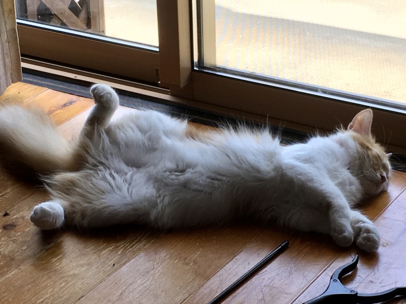 A Very Great Quantity Of Excellent Cats