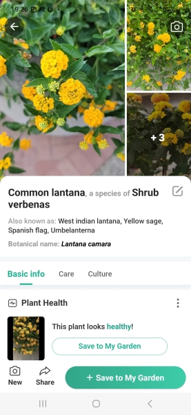 Does anyone know what this shrub is ? 
