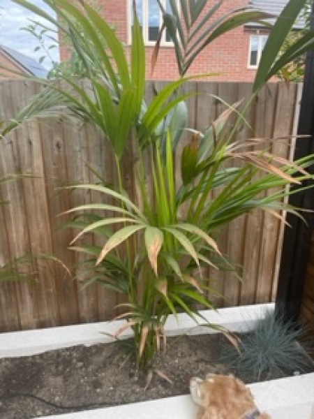 Palms turning brown 