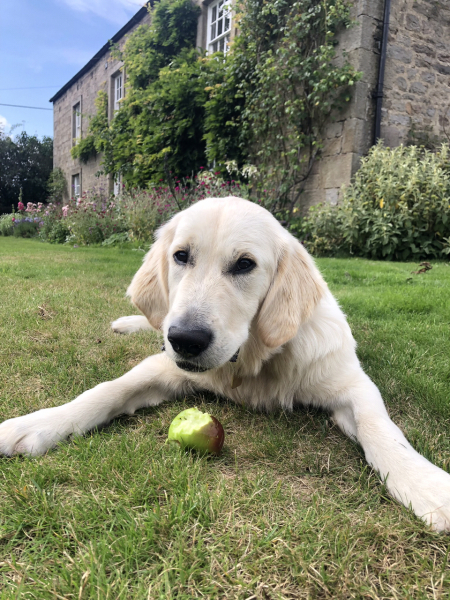 What have you done in the garden today? Part 2