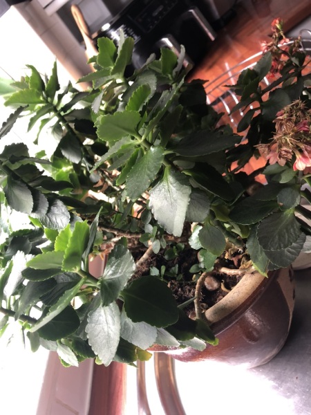 Plant id