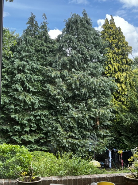 What to do with these trees