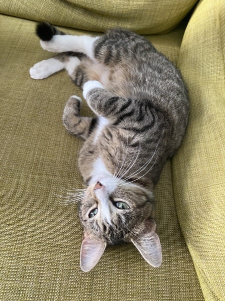 Help with a lost / stray cat