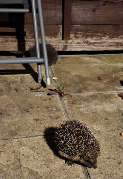 We have a hedgehog!!