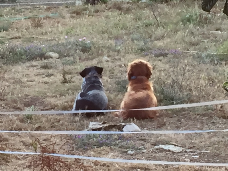 Tell me something lovely about your dog.