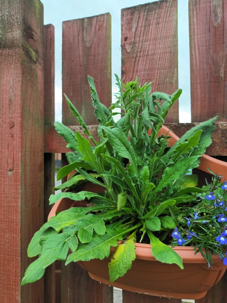 Help identifying a plant