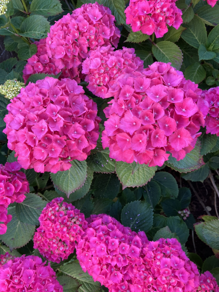 Pamela thread 3 - Bile Duct Cancer, off to London! 