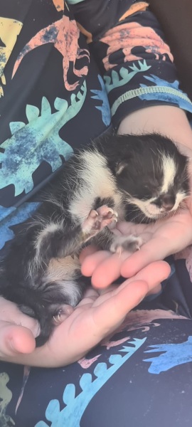 I've found a newborn kitten in Lara Beach Turkey. What should I do?