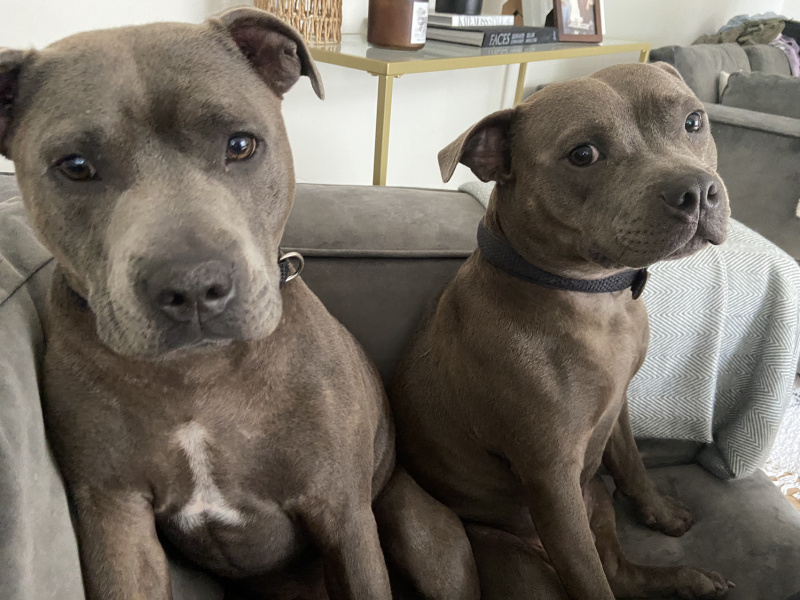 Tell me something lovely about your dog.