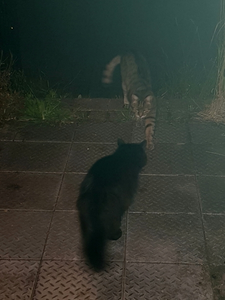 Thug cat part 5 - For he will not do destruction, if he is well-fed, neither will he spit without provocation.