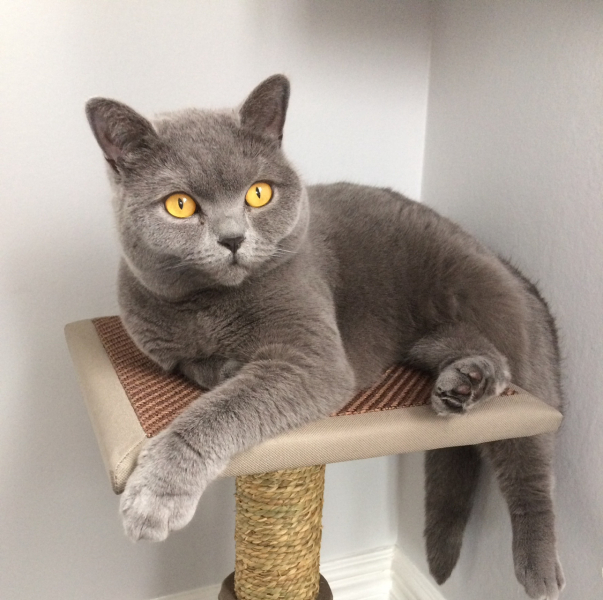 Please talk to me about British Shorthair cats