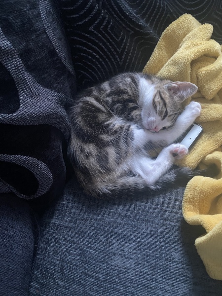 Toys for kitten who likes to bite
