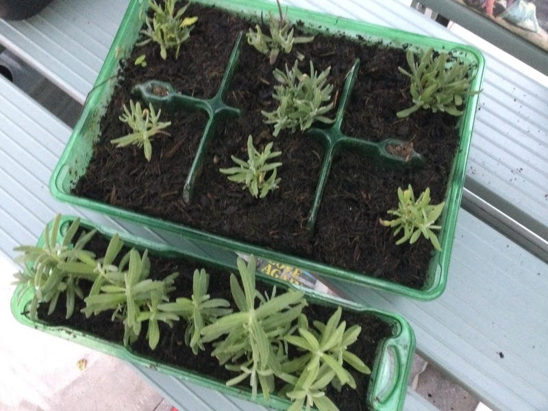 Why is my lavender browning?