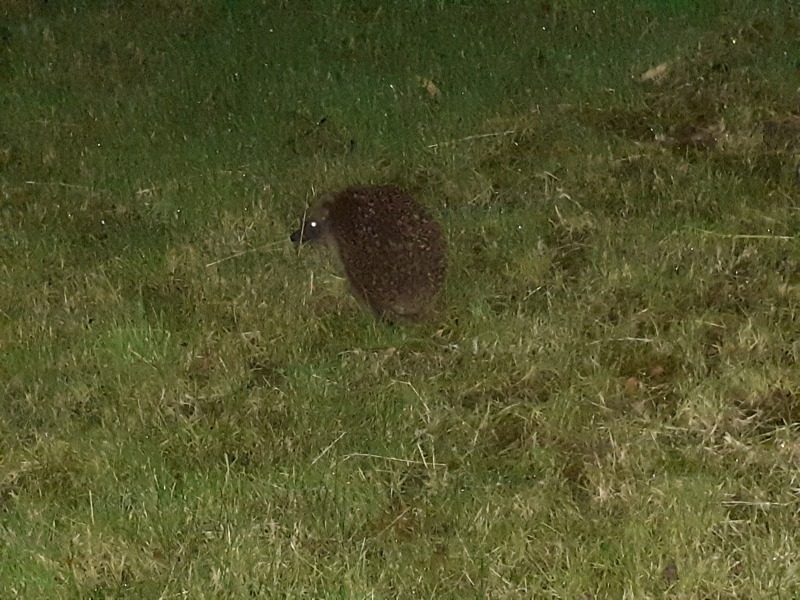 We have a hedgehog!!