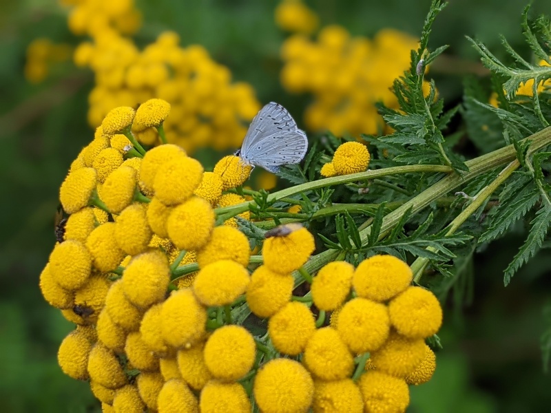 Pamela thread 6 - Bile Duct Cancer, Continued