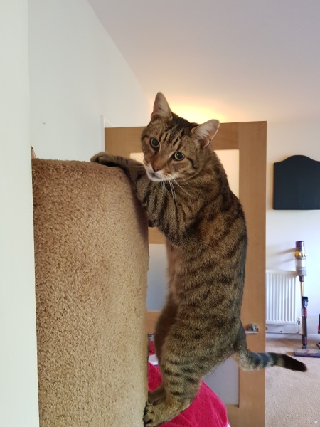 Thug cat part 5 - For he will not do destruction, if he is well-fed, neither will he spit without provocation.