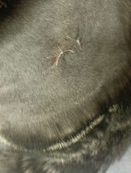 Is this wound ok?