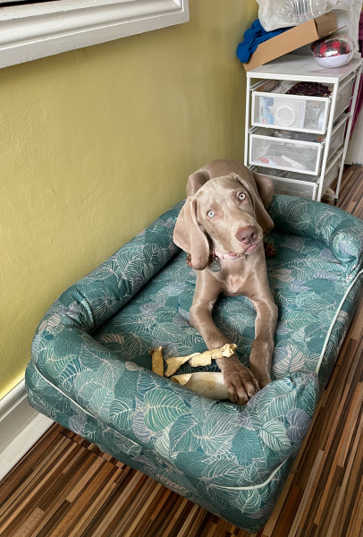 Puppy survival thread part 2