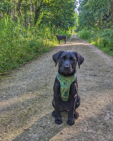 Puppy survival thread part 2