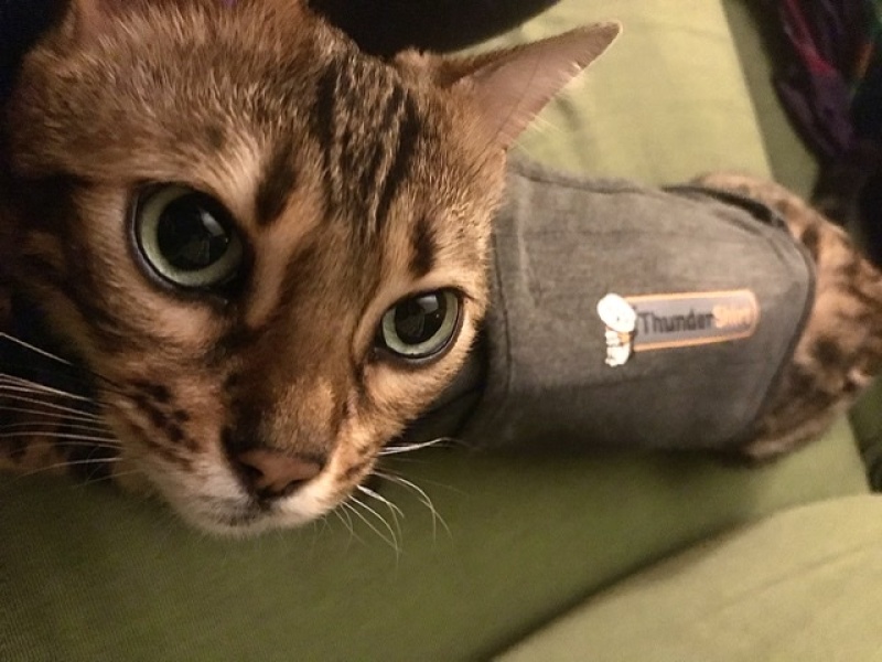 Pamela thread 3 - Bile Duct Cancer, off to London! 