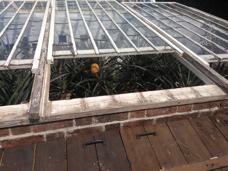 Pineapples don't grow on trees and other misconceptions that MN has revealed over the years