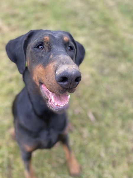 Dobermann? 