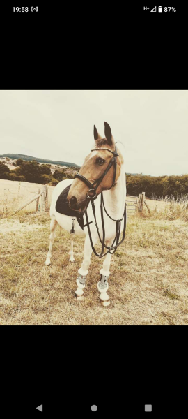 Where's the best place in the UK to own a horse?