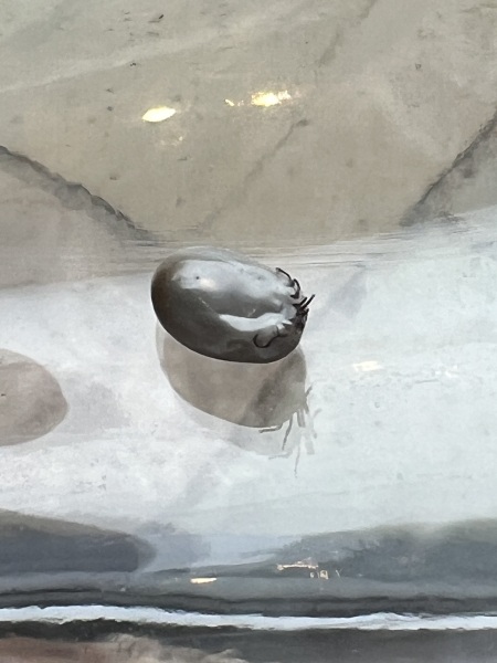 My first tick 